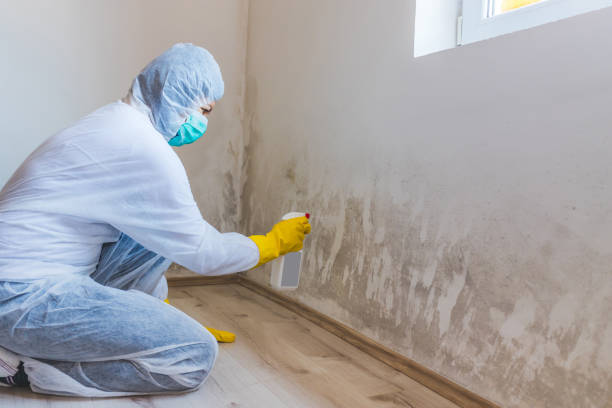 Black mold inspection in Bloomington